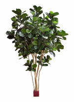 Lyrata Fiddle Leaf Giant Nitida Tree 420cm